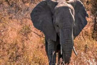 Sirmaur Man Died in Elephant Attack