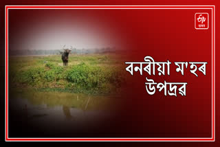 One injured in wild buffalo attack in Nagaon