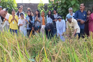 Paddy cultivated by NSS unit  Providence Womens College Kozhikode  NSS unit members cultivated Paddy  നെൽകൃഷി ചെയ്‌ത്‌ എൻഎസ്എസ് യൂണിറ്റ്