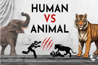 Man Animal Conflicts