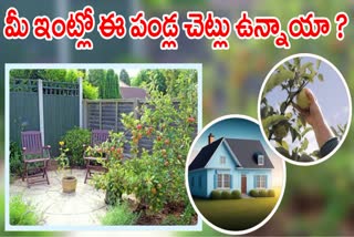 Vastu Rules For Fruit Trees