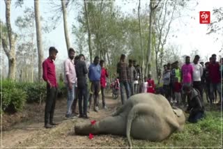 Elephant calf dead