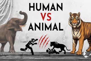 Human animal conflict