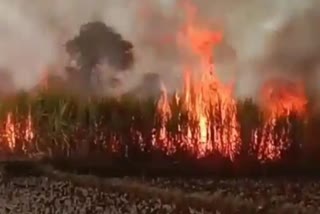 Fire Break out in sugarcane field