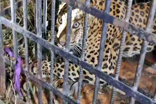 leopard caged in jorhat teok
