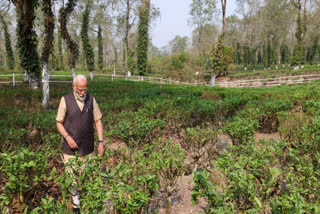Prime Minister visit tea plantations of Assam