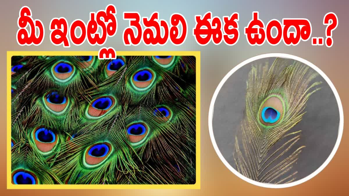 Peacock Feather Benefits