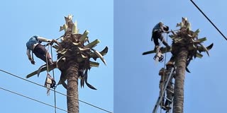 Man Fainted In A Coconut Tree in Karnataka