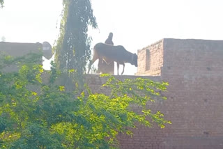 A cow climbed on the roof in the village Waring, got down with difficulty