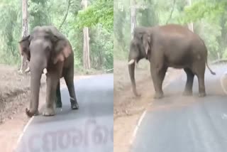 ELEPHANT ATTACKED BUS  WILD ELEPHANT ATTACKS  ബസ് തടഞ്ഞ് മഞ്ഞക്കൊമ്പൻ  മഞ്ഞക്കൊമ്പൻ