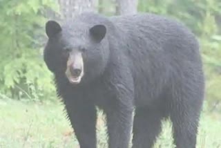 Bear_Roaring_on_Roads_at_Makannapalli