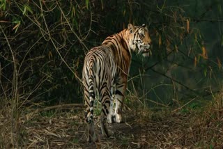 BANDHAVGARH TIGER SHIFT MUKUNDPUR