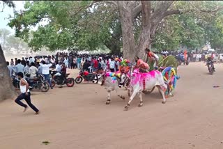 Bullock Cart Race