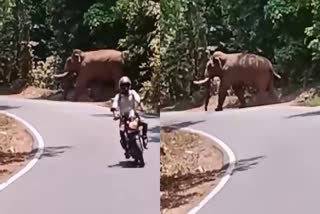 biker-escaped-from-elephant-in-charmadi-ghat