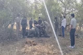 Elephant Died In Nilgiris