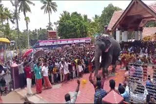 ആനവാൽപ്പിടി  ഉമയനല്ലൂർ ക്ഷേത്രം  UMAYANALLOOR TEMPLE  AANAVAALPPIDI HELD IN KOLLAM