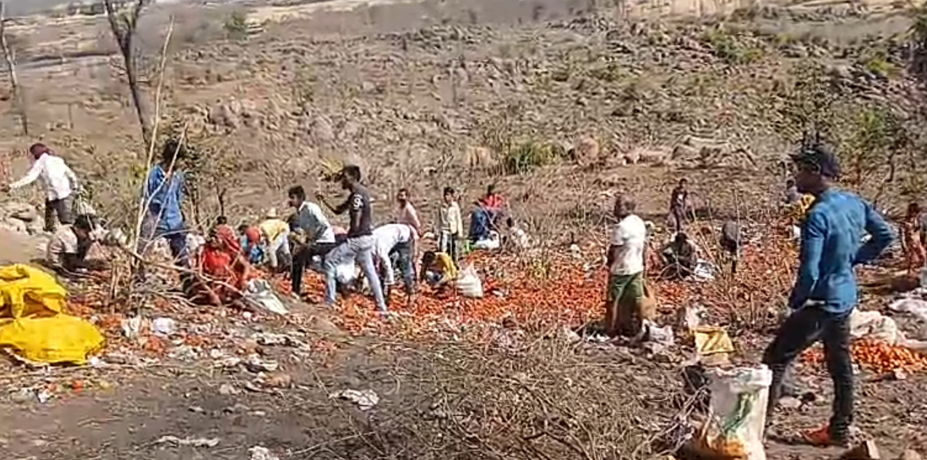 Villagers rob tomatoes