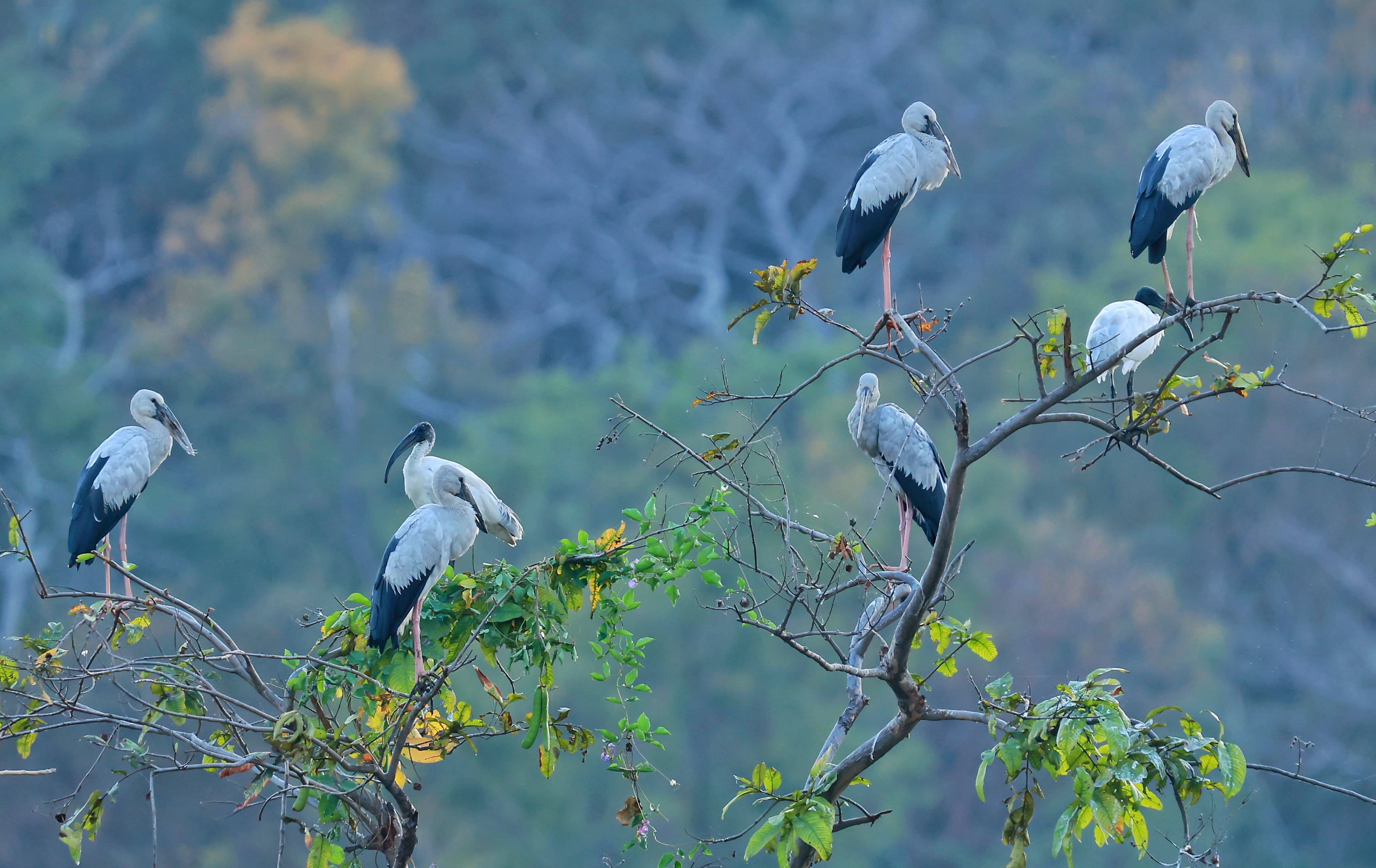 Debrigarh Sanctuary