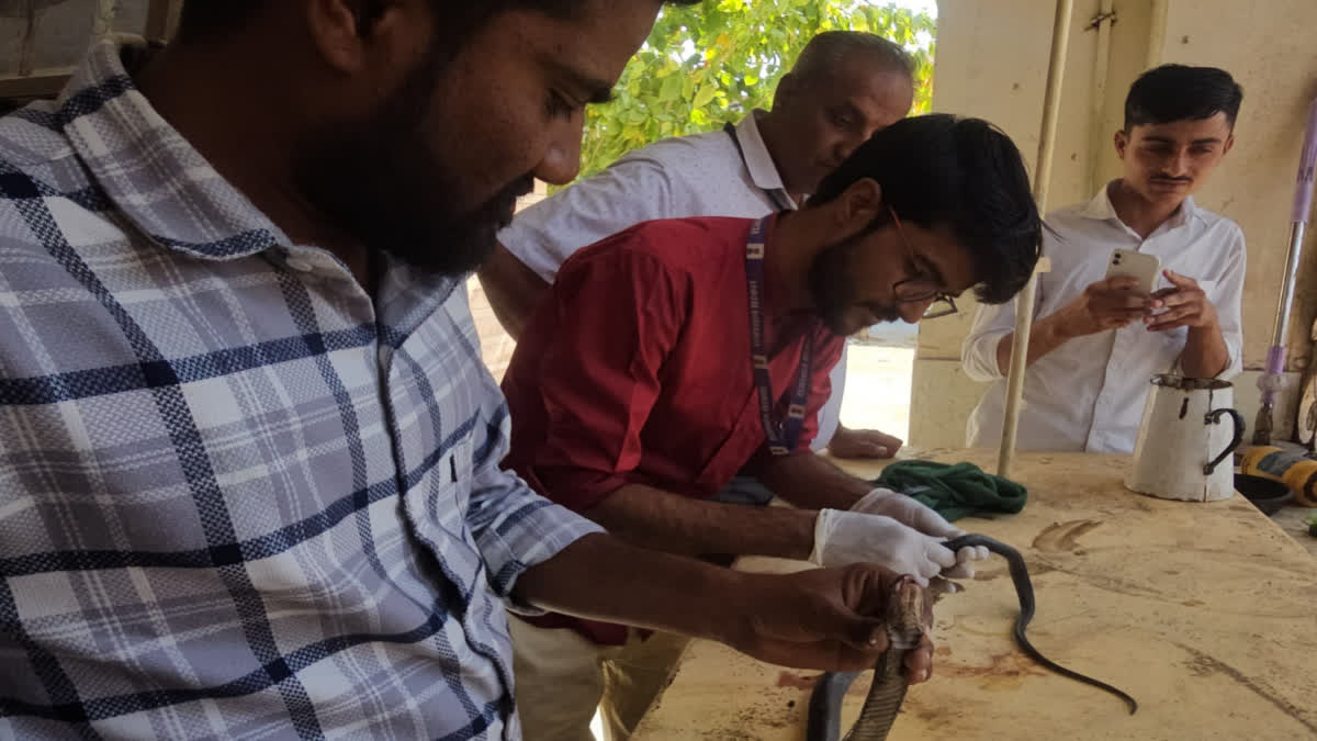 Doctor treating snake in Barmer