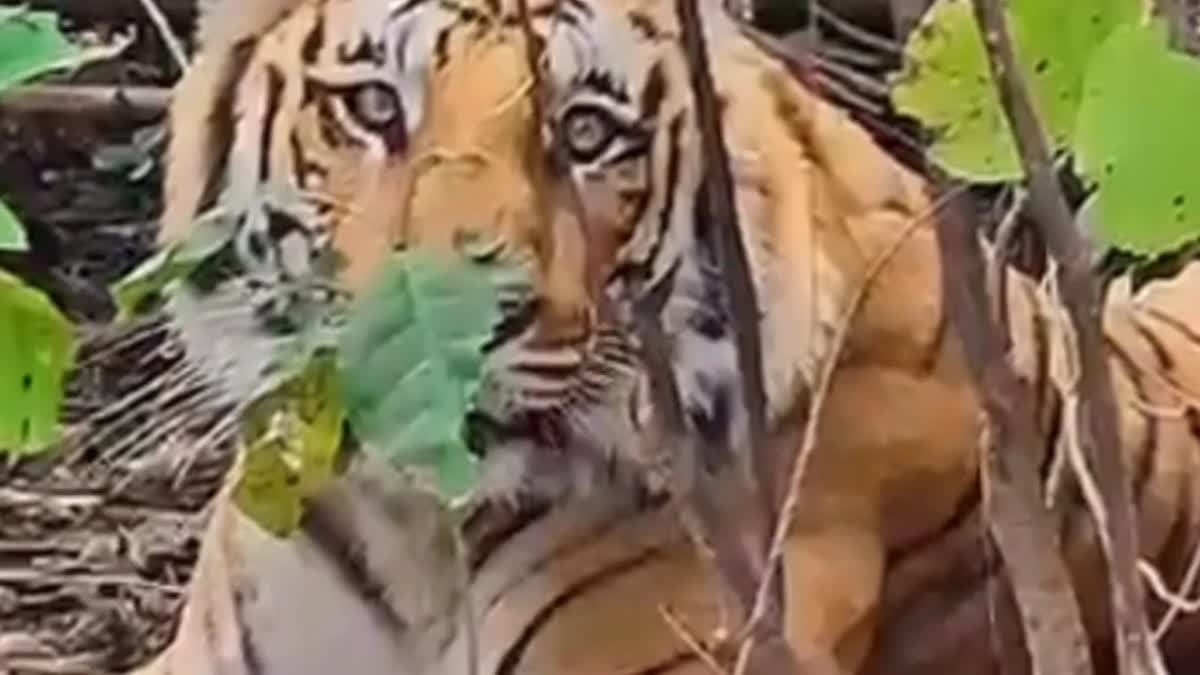Ramnagar Tiger Rescue
