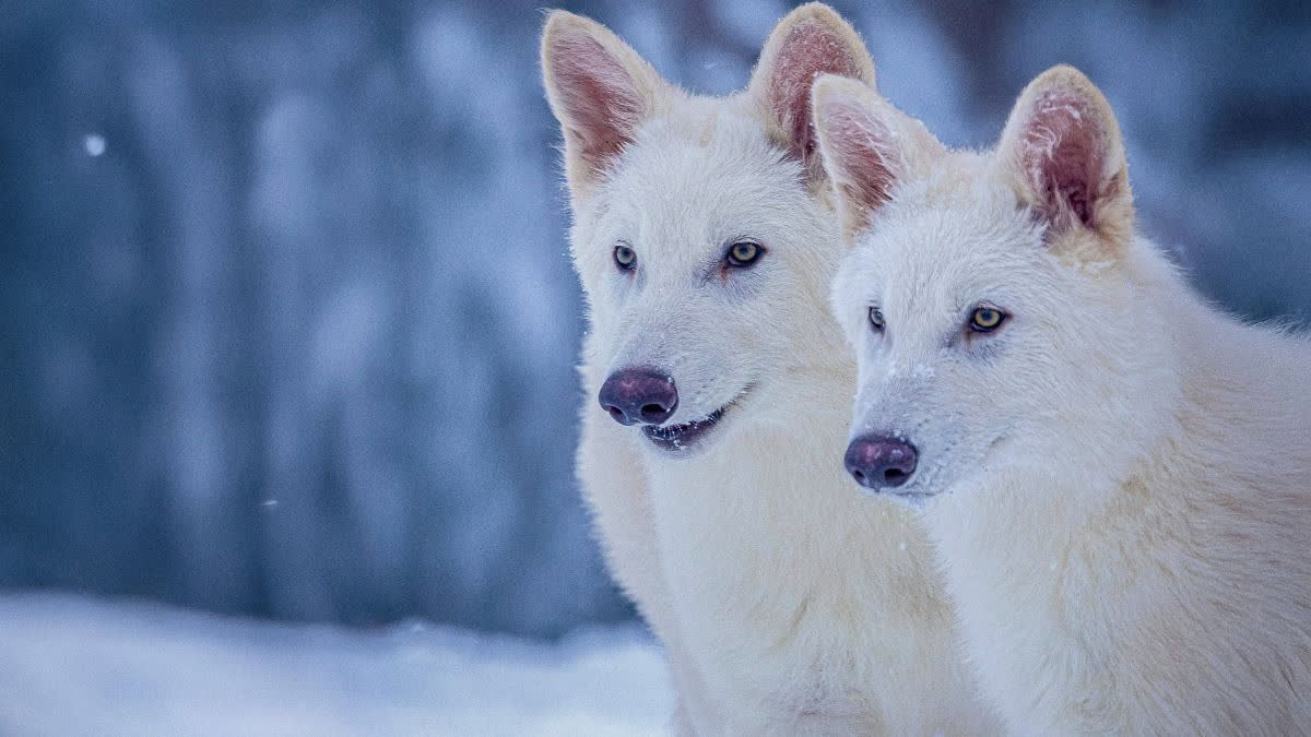 Rat Wolves Scientists Genetically Engineer Wolves With White Hair And Muscular ...