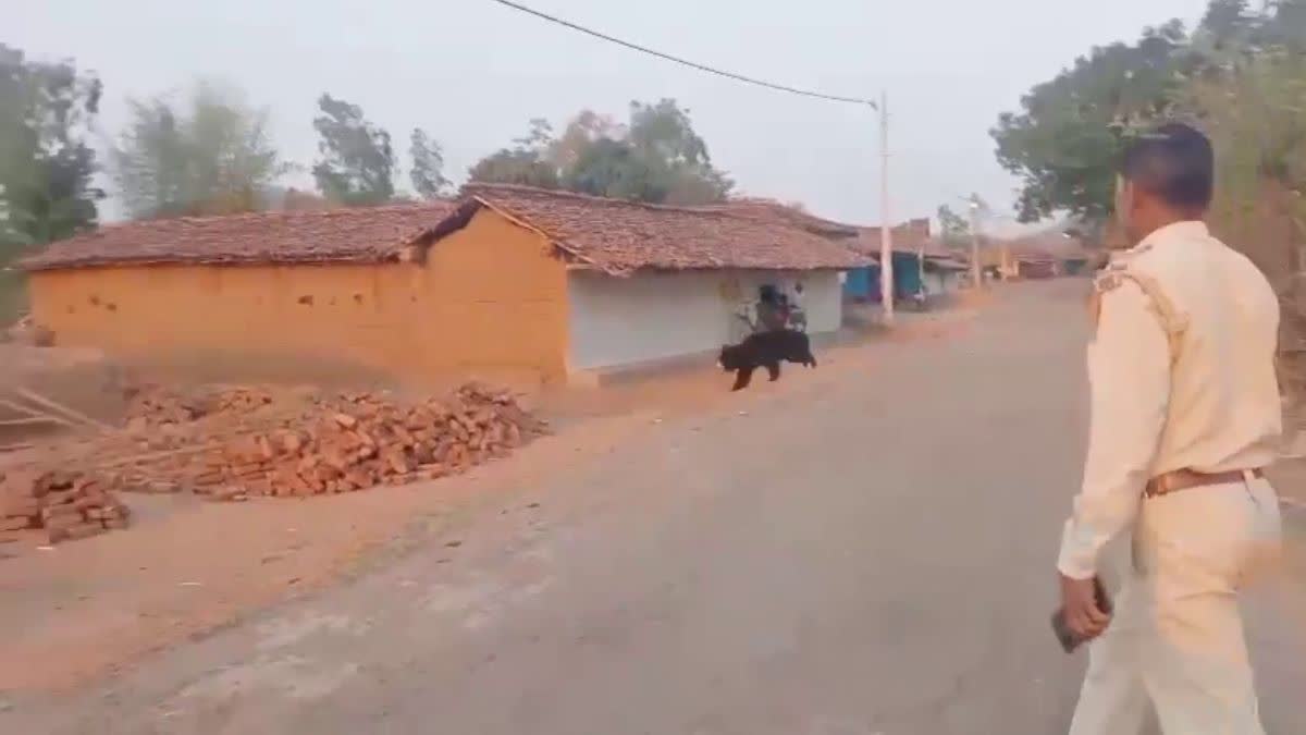 HERD OF BEARS IN GPM