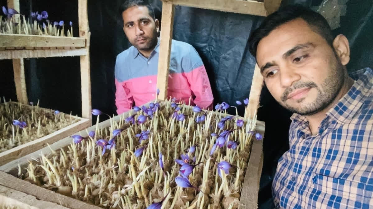 காஷ்மீர் குங்குமப்பூவை வீட்டின் மொட்டை மாடியில் வளர்க்கும் ஹரியானாவைச் சேர்ந்த சகோதரர்கள்