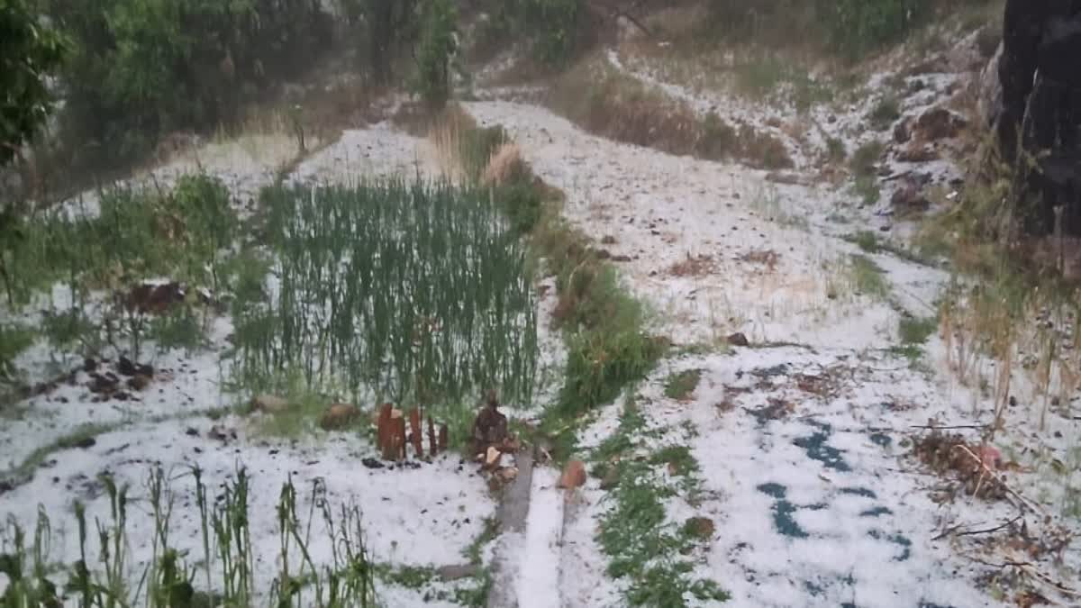 BERINAG HAILSTORM DAMAGE CROPS
