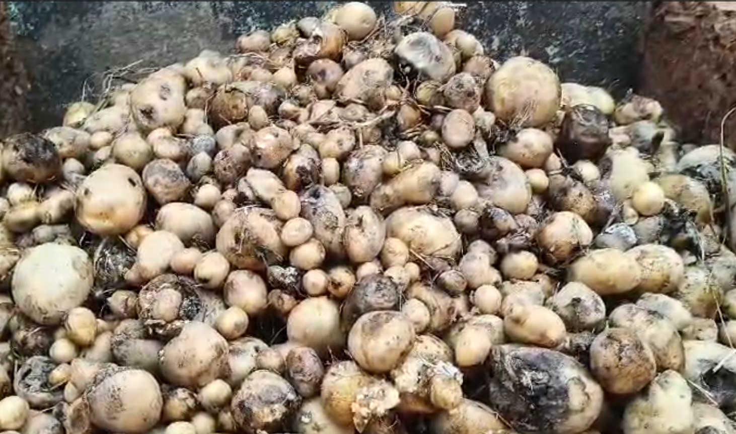 ଶୀତଳ ଭଣ୍ଡାର ନଥିବାରୁ ପଚୁଛି ଆଳୁ