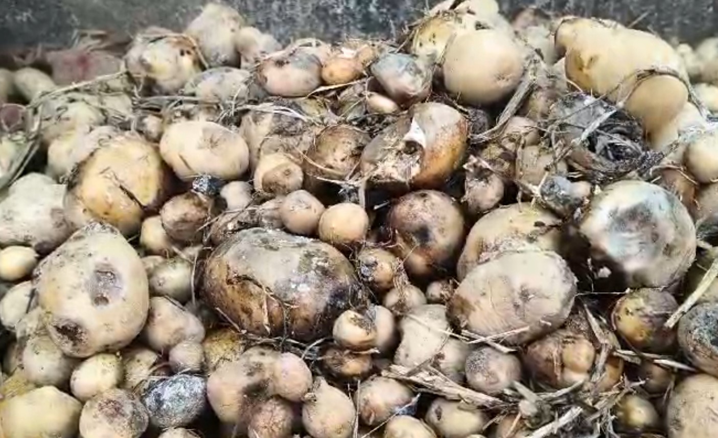ଆଳୁ ପଚି ଯାଉଥିବାରୁ ଚାଷୀକୂଳ ହତାସ