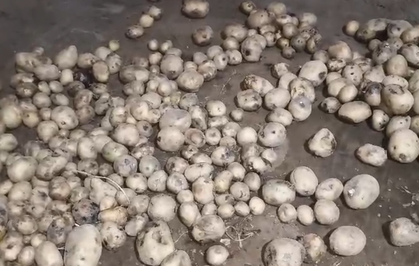 ଶୀତଳ ଭଣ୍ଡାର ନଥିବାରୁ ପଚୁଛି ଆଳୁ