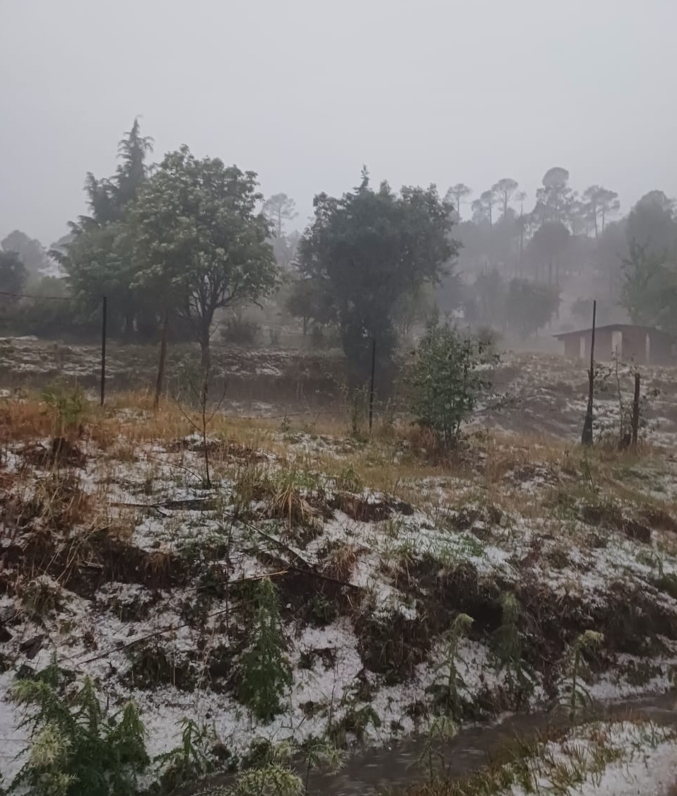 BERINAG HAILSTORM DAMAGE CROPS