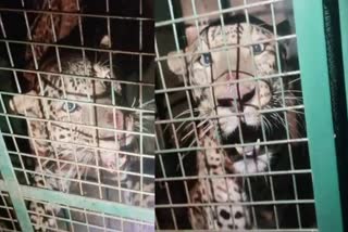 KOPPAL  ಚಿರತೆ ಸೆರೆ  ಗಂಗಾವತಿ ಚಿರತೆ  LEOPARD CAPTURED IN CAGE