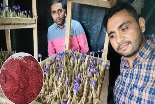 SAFFRON CROP IN HARYANA  ಕೇಸರಿ ಬೆಳೆ  ROOFTOP INTO SAFFRON FARM  AEROPONIC FARMING