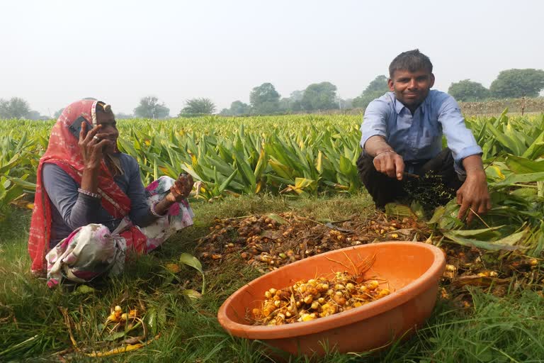 Madhya Pradesh Turmeric MSP