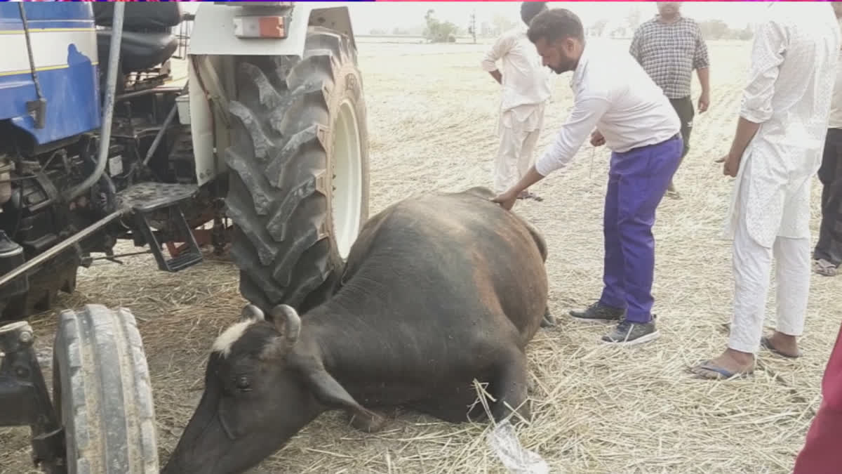 Buffaloes Died in sangrur