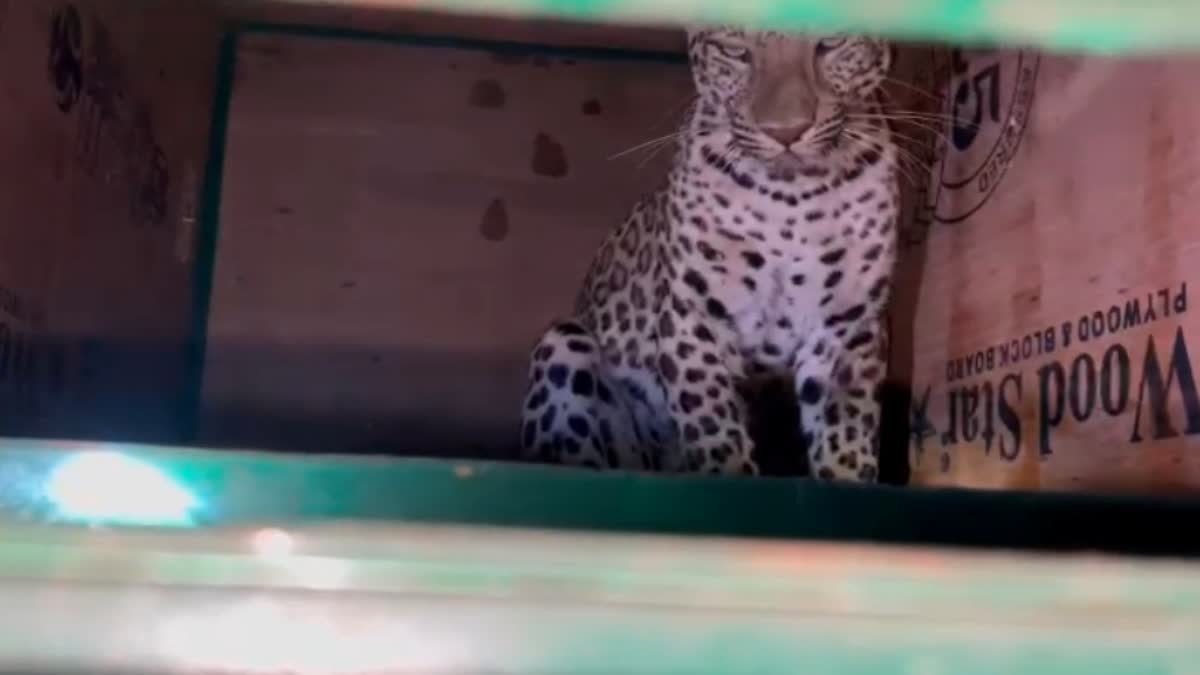 Vidisha lateri village leopard