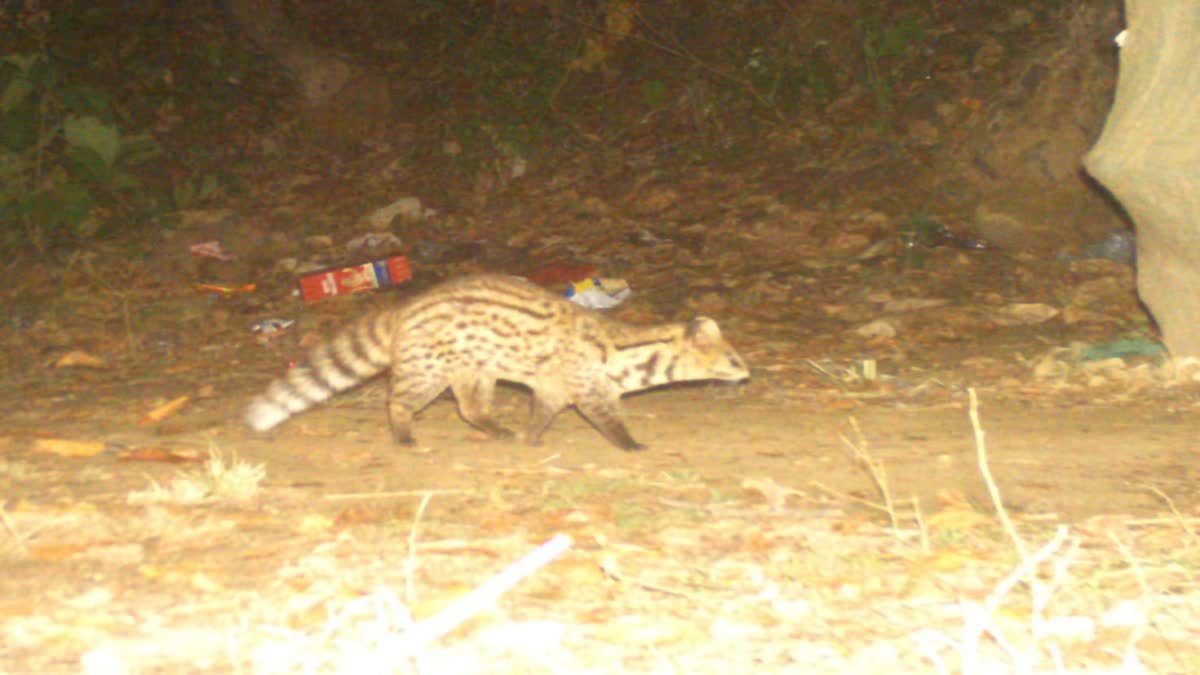 CIVET FOUND IN DEDRADUN