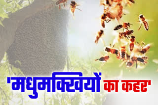 BEES ATTACK ON BARAAT