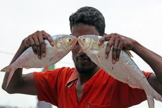 गर्मियों में मछली खाने के नुकसान