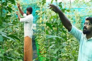 VEGETABLE FARMING IDUKKI  രണ്ടര സെന്‍റിൽ കൃഷി  വേനൽ കൃഷി ഇടുക്കി