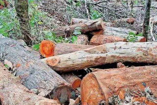 സുഗന്ധഗിരി മരംമുറി കേസ്  WOMAN RANGE OFFICER ALLEGATIONS  SUGANDHAGIRI CASE  ILLEGAL TREE FELLING WAYANAD