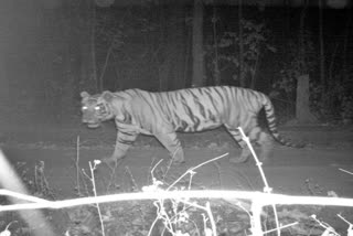 Tiger in Palamu Tiger Reserve