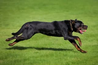 Rottweiler dog Photo