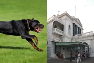 Rottweiler, TN Secretariat Photo