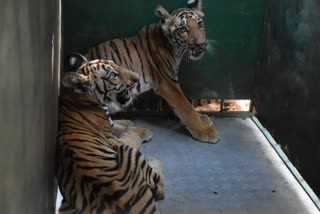 RATAPANI SANTUARY RESCUE TIGER CUBS