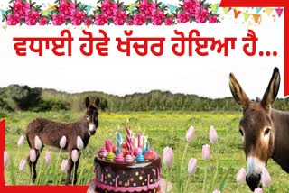 birthday of mules is celebrated