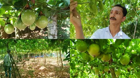 PASSION FRUIT  IDUKKI PASSION FRUIT FARMING  പാഷന്‍ ഫ്രൂട്ട് കൃഷി  പാഷന്‍ ഫ്രൂട്ട് വിളവെടുപ്പ്