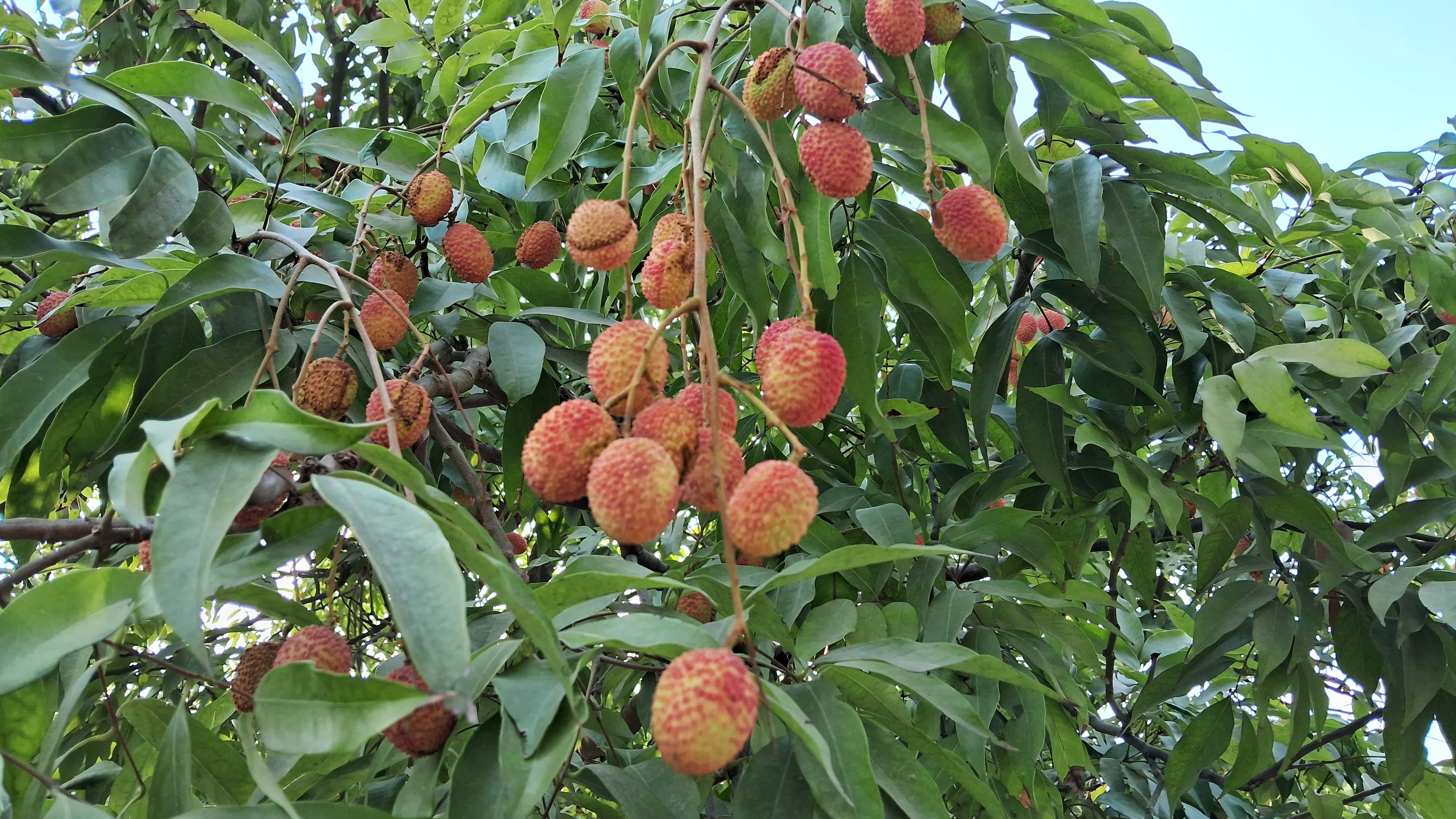 सबसे पहले तैयार होती है ईदगाह बागान की लीची