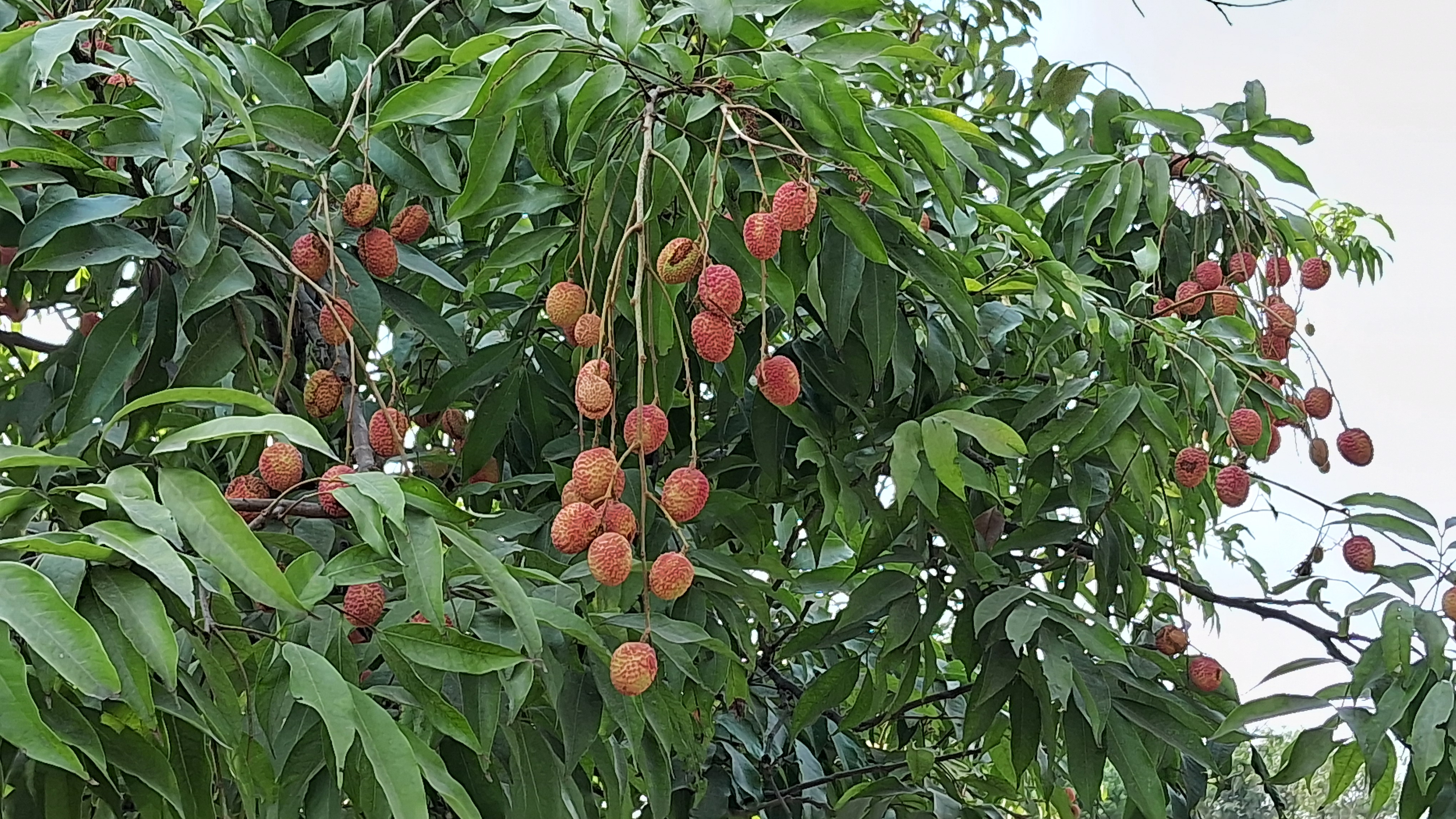 शाही लीची का स्वाद अनूठा